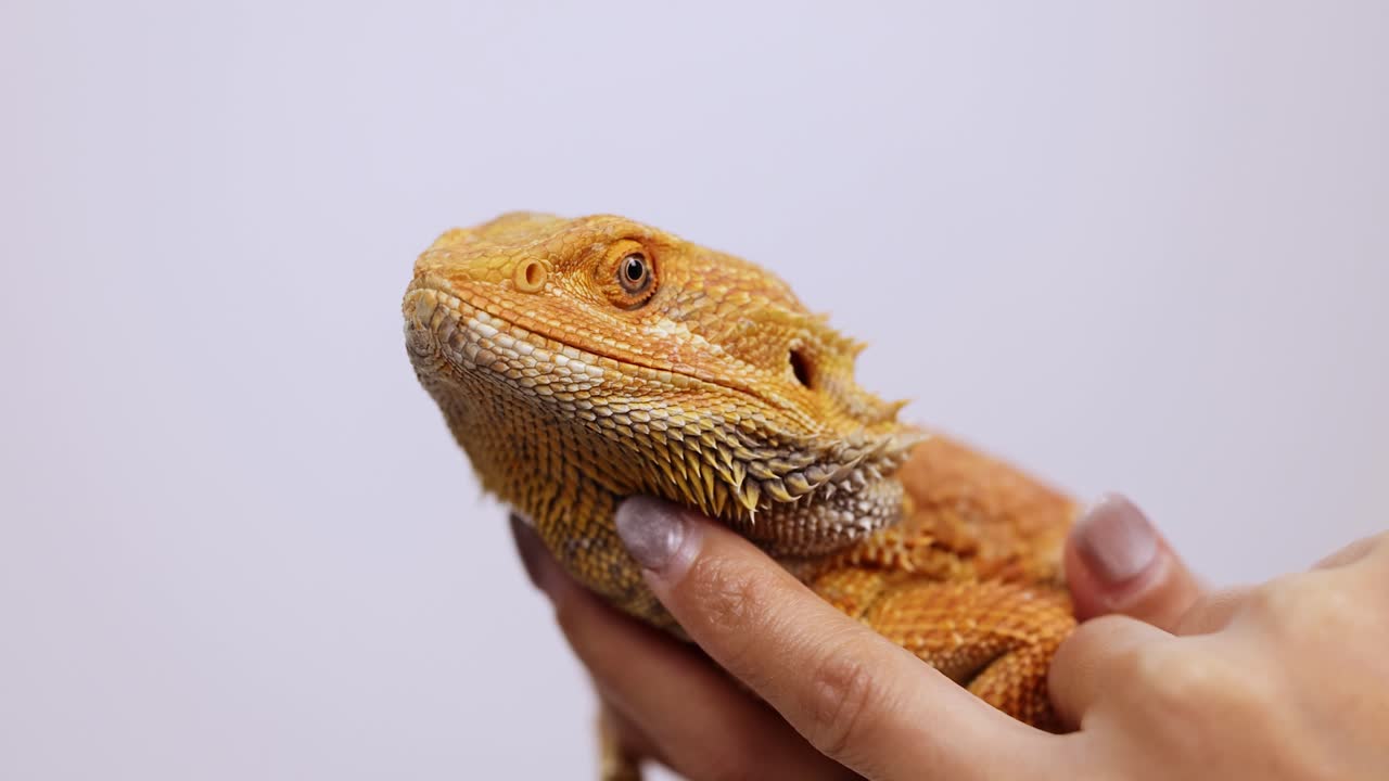 A calm and gentle bearded dragon (Pogona vitticeps) being held and observed in a studio setting. This exotic reptile showcases textured orange and brown scales under soft lighting, highlighting its unique skin patterns. Captured in Bangkok, Thailand, June 2025, this video frame sequence emphasizes p