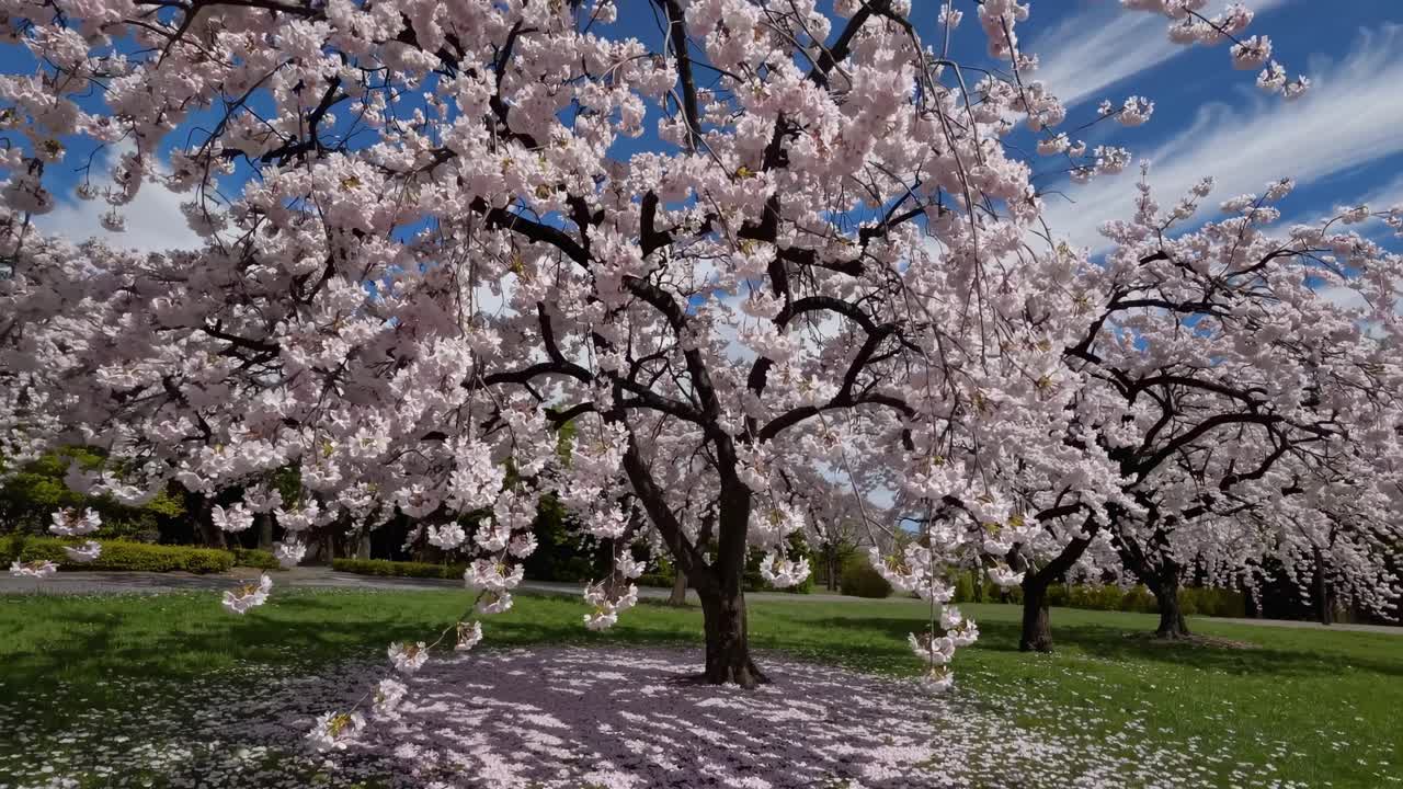 Geniş açılı video, canlı mavi bir gökyüzünün altında çiçek açan kiraz ağaçlarını yakalıyor.