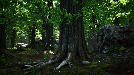 Raíces-De-árboles-Y-Sol-En-Un-Bosque-Verde