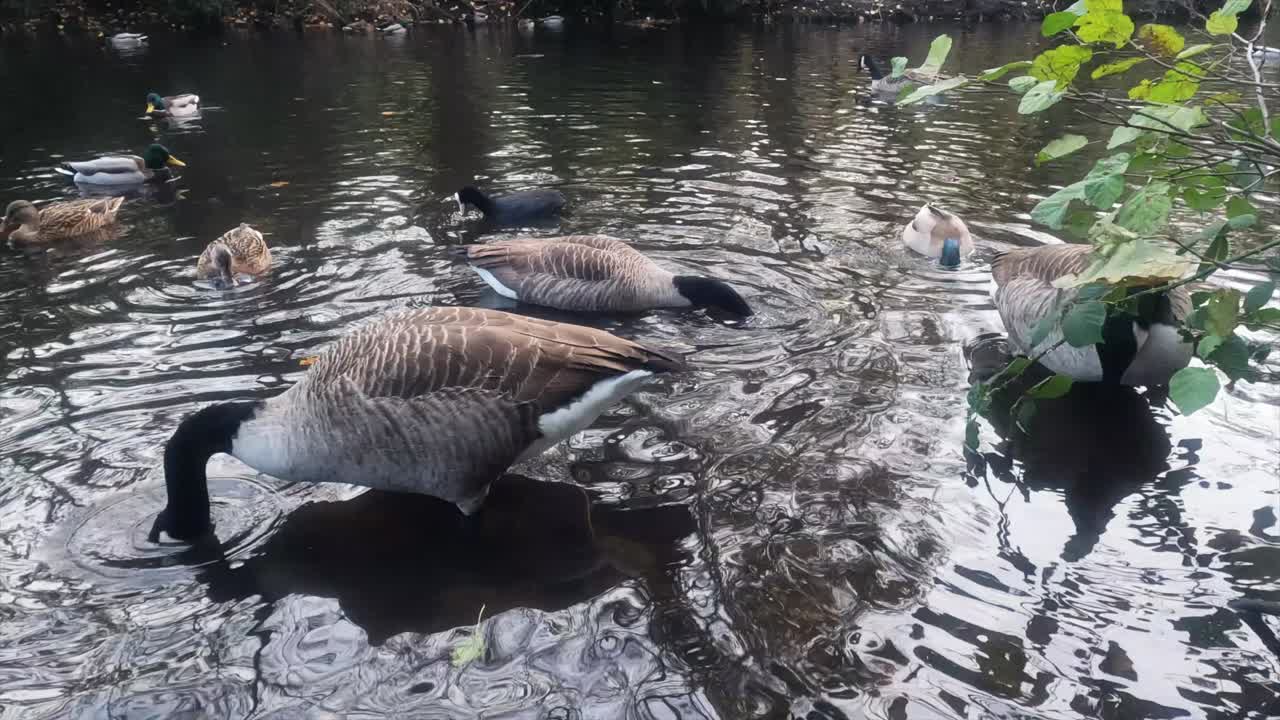 La risoluzione è cinema 4K 4096x2304 - Oca canadese nel lago