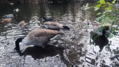 -The-resolution-is-the-cinema-4k-4096x2304--Canada-Goose-in-the-lake