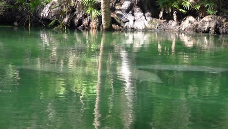 Eine-Ansammlung-Von-Seekühen,-Die-Im-Wasser-Von-Blue-Spring-Florida-Schwimmen