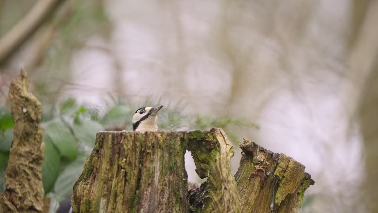 Great spotted woodpecker perched vertically on tree trunk in Dutch forest