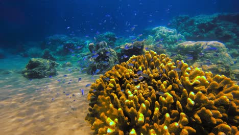 Colorful-static-underwater-shot-of-small-blue-fish-by-corals-and-sand