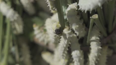 primer plano de gusanos de seda comiendo hojas verdes concepto de producción de algodón de seda