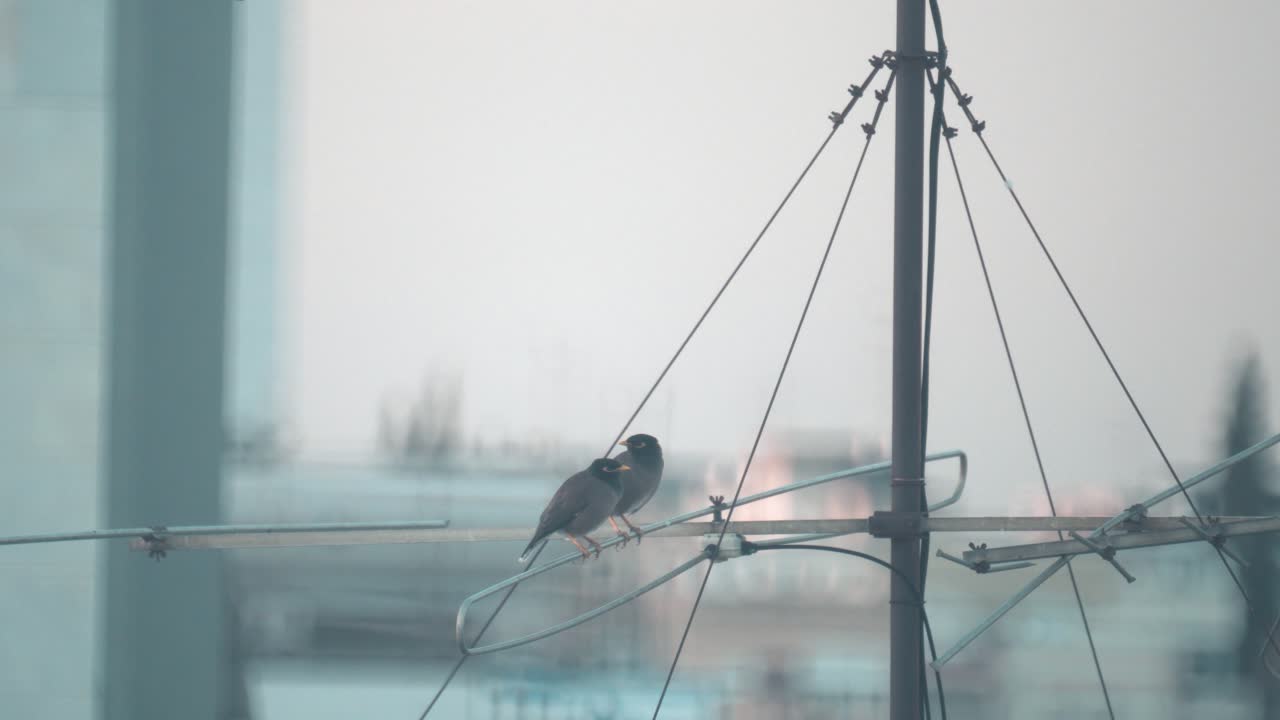un primer plano de dos pájaros sentados en una torre de antena mirando a su alrededor, tel aviv israel, lente tele zoom, video sony 4k