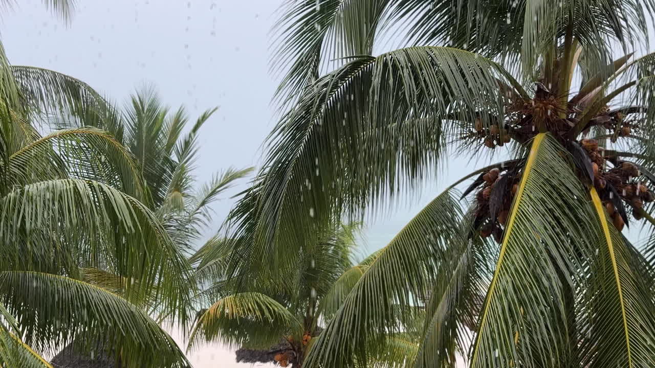 열대 해변 의 비 에 있는  나무 들