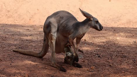 kangaroo caring for its joey in natural habitat