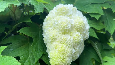 White-hydrangea-blooms-surrounded-by-lush-green-leaves,-close-up-shot-on-a-rainy-day