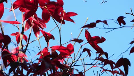 Hojas-Rojas-Susurrantes-Contra-Un-Fondo-De-Cielo-Azul,-Arce-Rojo,-Acer-Rubrum