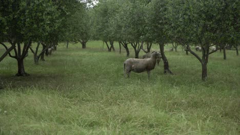 Ovejas-Entre-Olivos-De-Naturaleza-Salvaje