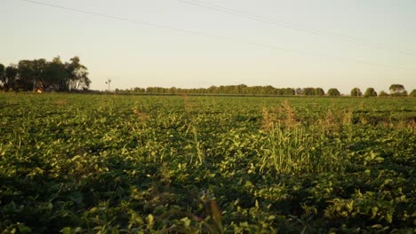 slow motion pan of a soybean field in santa fe, argentina