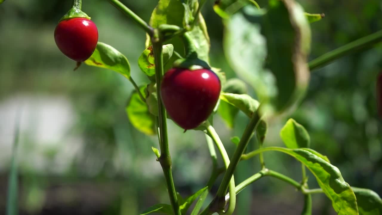 Red chili plants swaying gently in the wind, with two ripe red chilies prominently displayed
