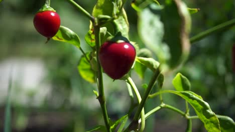 plantas de chile rojo balanceándose suavemente en el viento, con dos chiles rojos maduros destacados