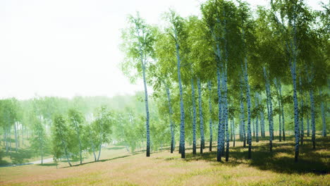 bosque de abedul a la luz del sol por la mañana