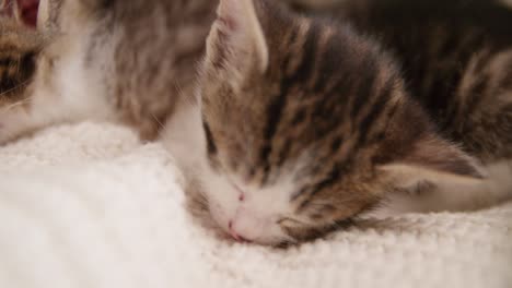 un gatito durmiendo en una manta