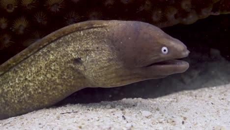 Anguila-Morena-De-Ojos-Blancos-Tiro-Medio-Que-Sobresale-De-Debajo-De-La-Roca-De-Coral-En-Koh-Tao,-Tailandia