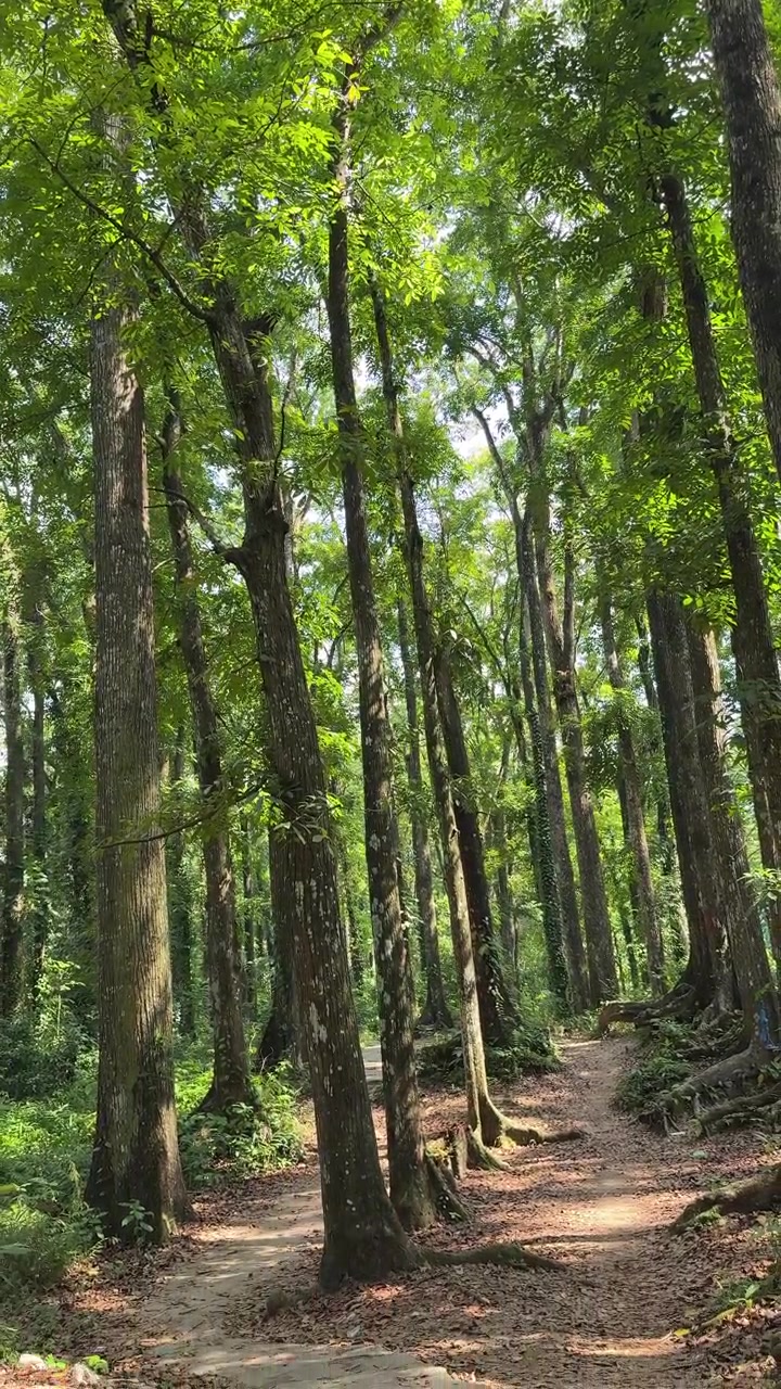 Sentiero in pietra che si snoda attraverso una lussureggiante foresta verde