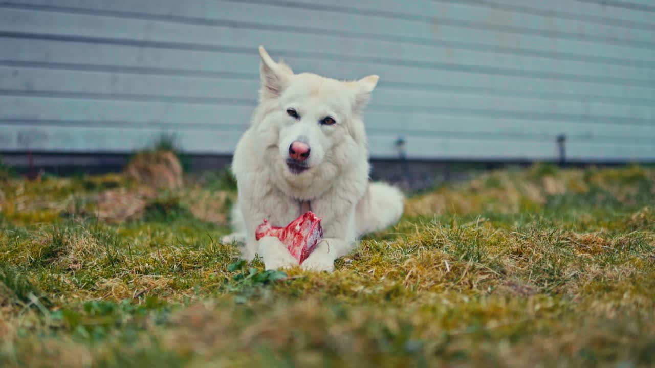 White Husky Feeding With Meat Outdoors - Wide Shot