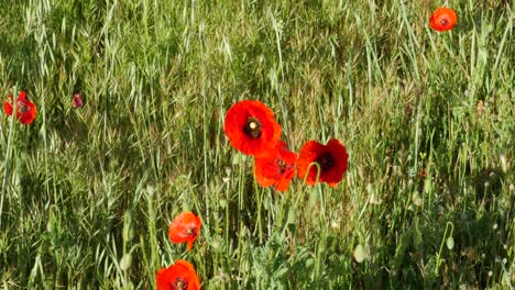 three poppies with a bee flying around