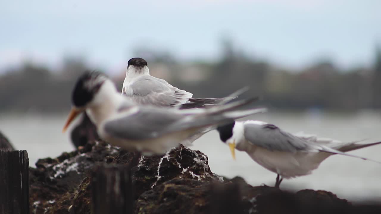 el tern de cresta mayor o el tern rápido se cubren de plumas sentados en la orilla rocosa del lago