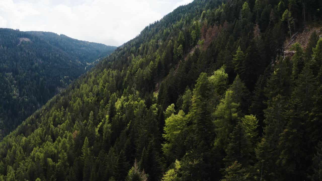 Aerial view of trees filling Italy's lush mountains