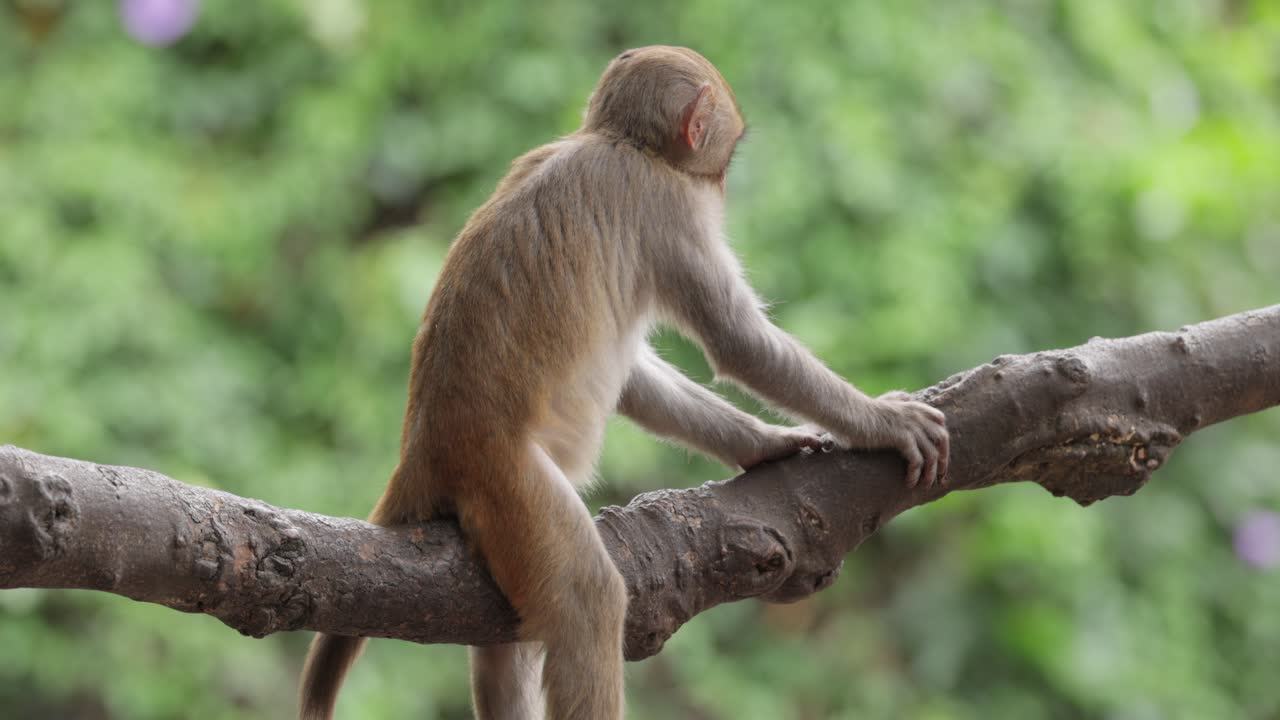 Macaques in nature. Macaques constitute a genus (Macaca) of gregarious monkeys. Macaques are found in a variety of habitats throughout the Asian continent and are highly adaptable