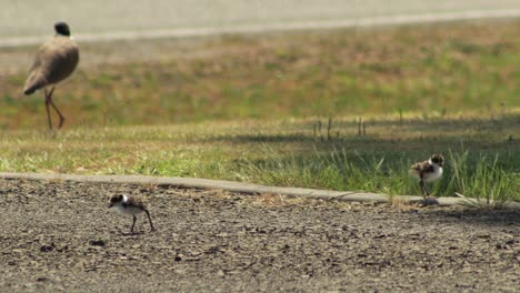 dos pájaros de plover de ala de regazo enmascarados en el camino de entrada, un pájaro adulto camina en el fondo