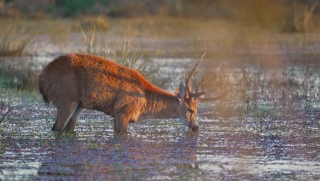 marsh deer pulls grass from wetland, knee deep in mud with water reflecting golden light