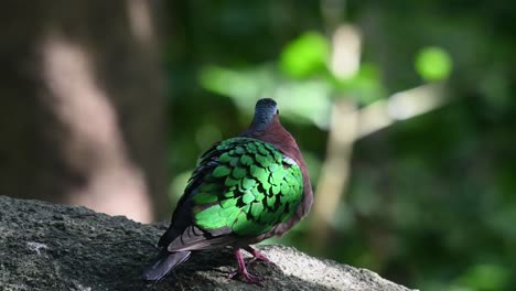 common emerald dove, chalcophaps indica seen on a rock within the forest facing to the right as it looks around and calls, thailand