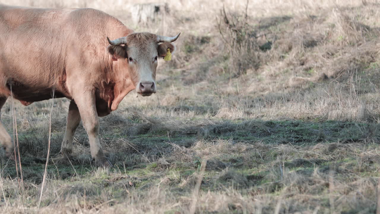 vaca hambrienta come hierba en el campo, se detiene por un momento y mira fijamente a la cámara en alentejo, portalegre, portugal - plano medio