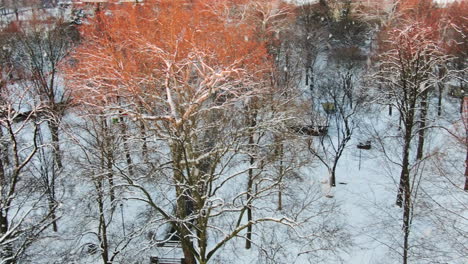 aerial winter snow falling over deciduous trees