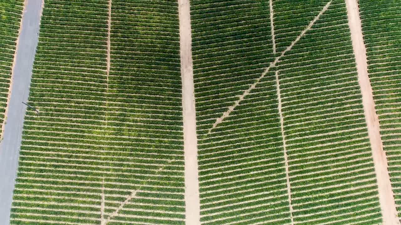 toma aérea de una granja de piñas toma aérea de una plantación de piñas 4k 50fps filmada en dji pt4