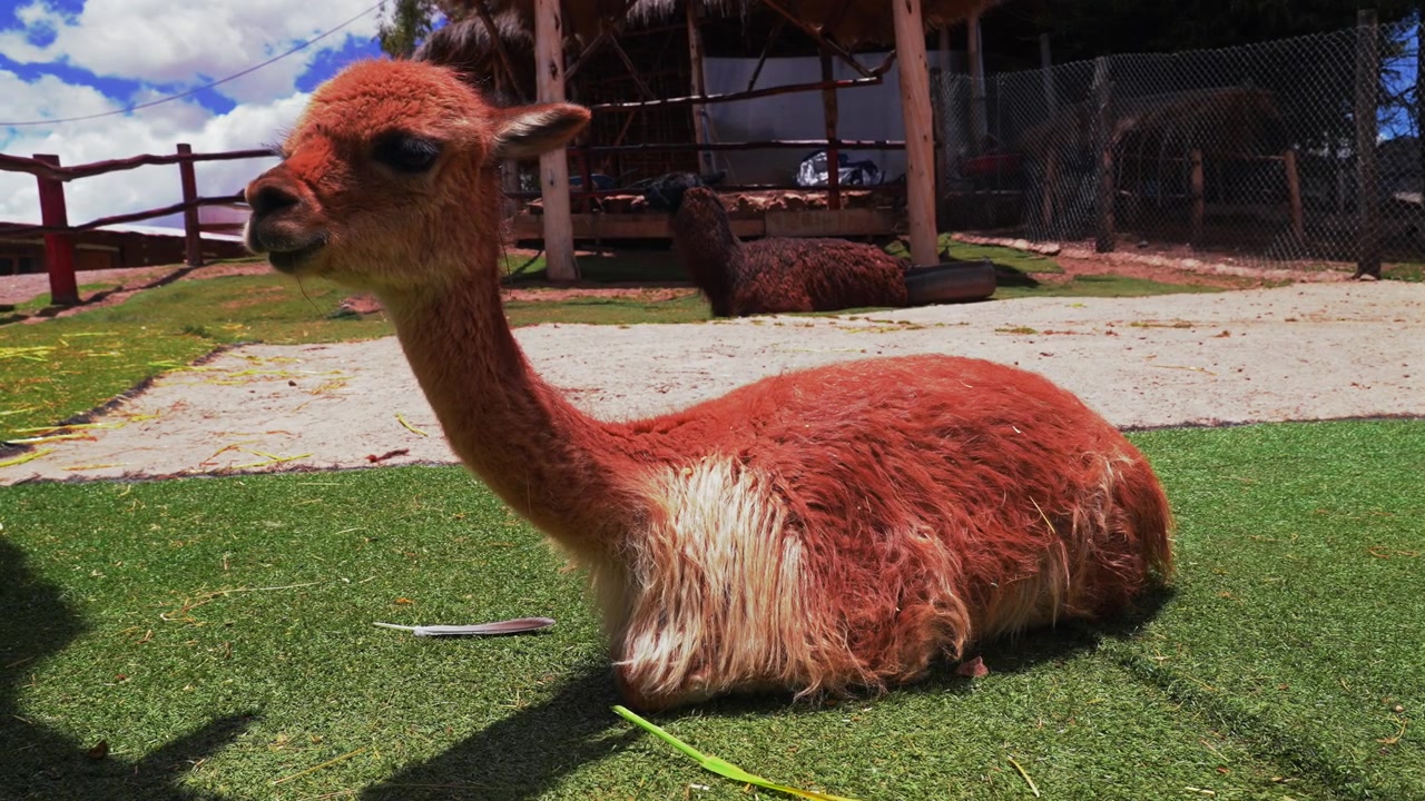 Awana Kacha Close up Alpaca llamas wildlife animals feeding Inca wool City of Cuzco Cusco Peru Saqsaywaman temple landscape rainy season sunny morning Peruvian Andes Anta Province Plaza de Armas farm