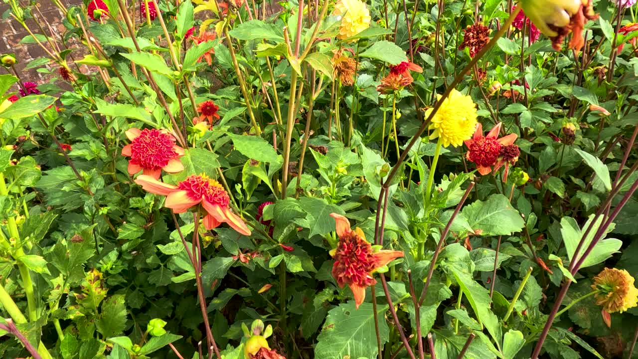Handheld camera glides through vibrant dahlia flowers in a lush botanical garden, daylight
