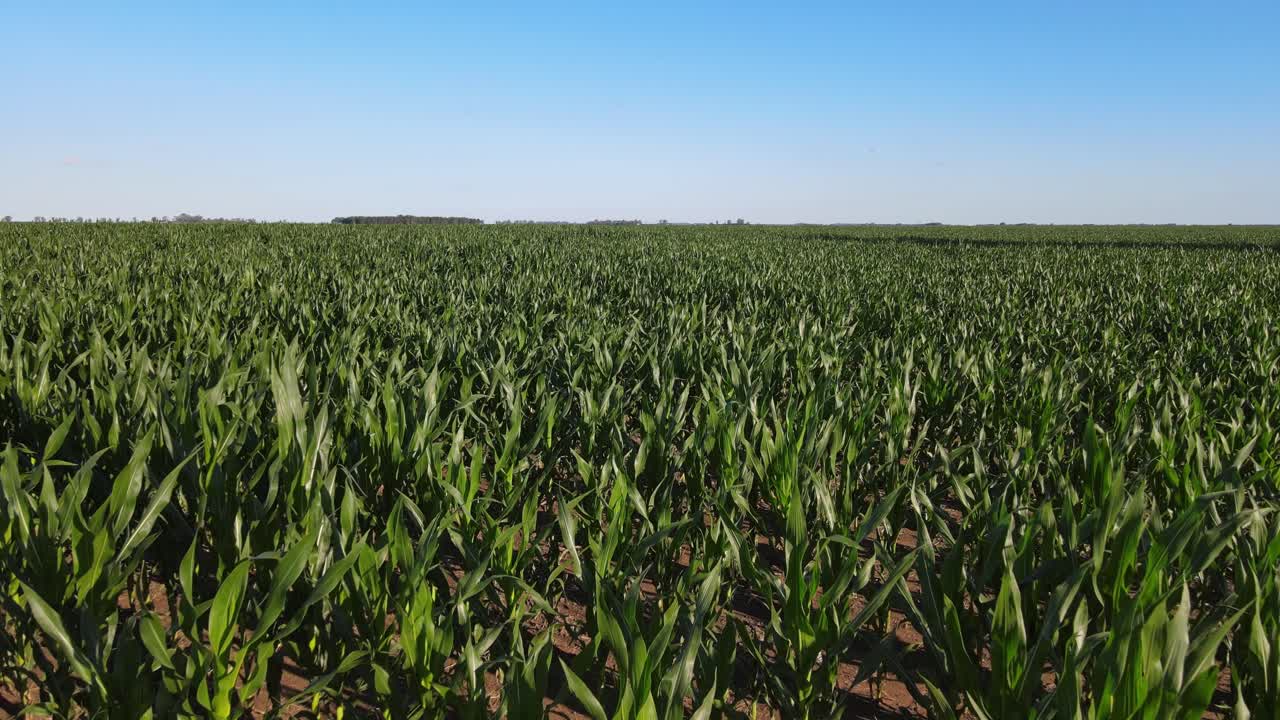 Corn crop seen from above in La Pampa, Argentina with lush foliage and rich soil pattern