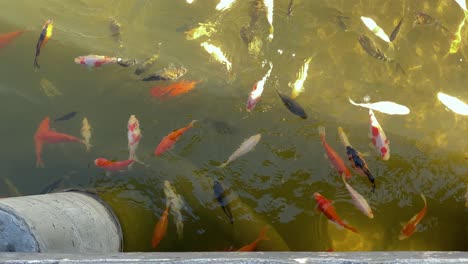 Peces-Carpa-Multicolores-Nadan-Junto-Al-Muelle-En-El-Parque-Royal-Gorge,-Colorado-Springs,-Ee.uu.