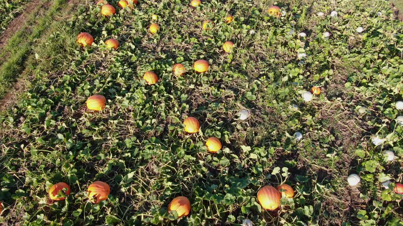 熟したオレンジと白のカボチャの後方アンテナ、秋の収穫、ハロウィーンのジャック・オ・ランタンの秋のテーマ