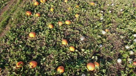 backward aerial of ripe orange and white pumpkins, fall harvest, halloween jack-o-lanterns fall theme