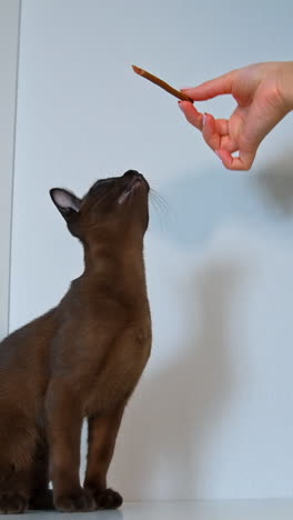 beautiful pedigree kitten at home. clever burma cat stands on two paws trying to catch tasty stick from woman's hand. vertical video