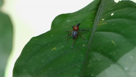 Visto-En-Una-Hoja-Mientras-La-Cámara-Se-Aleja-Y-Se-Desliza-Hacia-La-Derecha,-Metapocyrtus-Ruficollis,-Filipinas