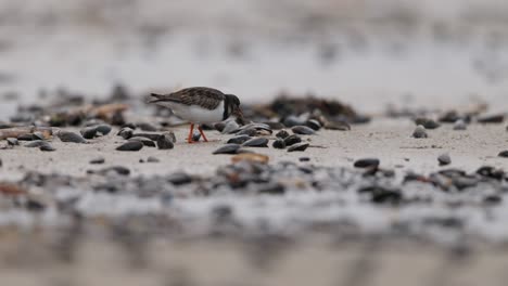 common sandpiper on a beach