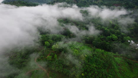 vista de ángulo alto de la niebla que se eleva desde el bosque