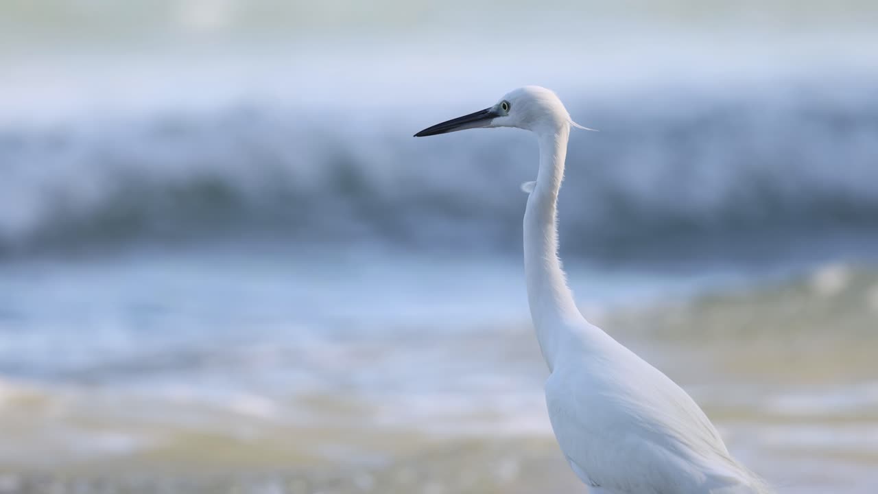 большая эгрет стоит неподвижно у океанских волн