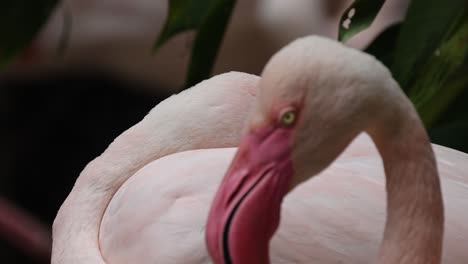 Close-up-Greater-Flamingo-sleep