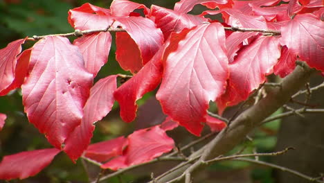 glossy red leaves of deciduous tree in autumn