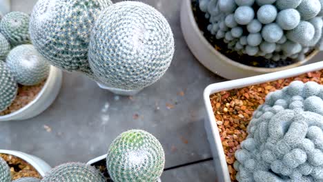 aerial view of diverse cacti in pots at a floating market in bangkok, showcasing unique textures and vibrant greenery