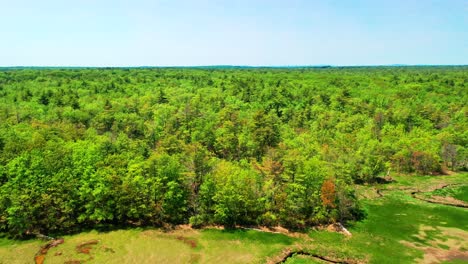 aerial drone view of a maine swamp forest park. thick green jungle trees, rivers, creeks, ponds, and wild marsh plants flourish in the damp wetlands. outdoor natural environment in summer daylight.