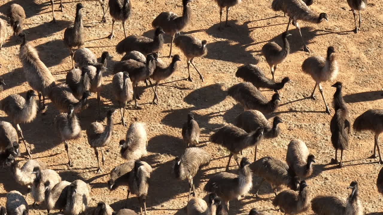Aerial: Close up drone shot of a large group of juvenile emus in Australia
