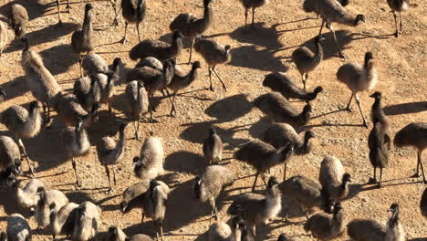 aerial: close up drone shot of a large group of juvenile emus in australia